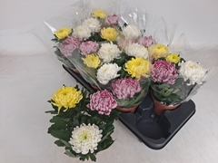 Chrysanth Mix 12Ø 25cm