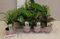 Calathea Mix 7Ø 18cm