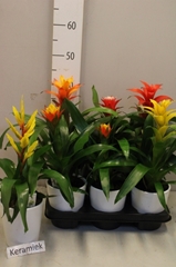 Bromelia Mix 12Ø 40cm
