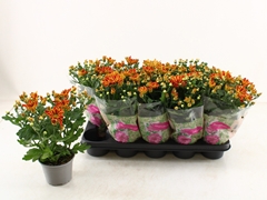 Chrysanth Artistic Armin 12Ø 27cm