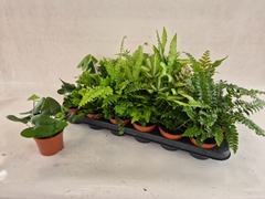 Ferns Mix 8Ø 20cm