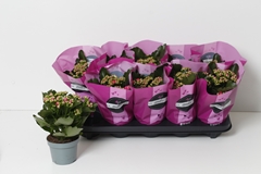 Kalanchoe Double Perfecta Purple 10Ø 24cm
