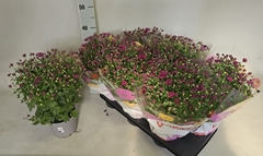 Chrysanthemum Garden Mums Mix 15Ø 35cm