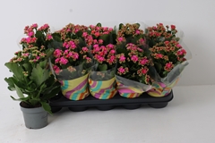 Kalanchoe Double Perfecta Purple 12Ø 27cm