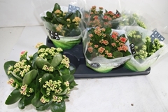 Kalanchoe Double Mix 15Ø 26cm
