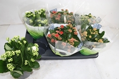 Kalanchoe Double Mix 15Ø 26cm