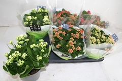 Kalanchoe Double Mix 15Ø 26cm