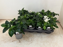 Gardenia 13Ø 26cm