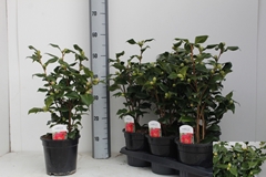 Camellia Japonica Dr King 17Ø 50cm