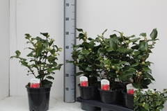 Camellia Japonica Dr King 17Ø 45cm
