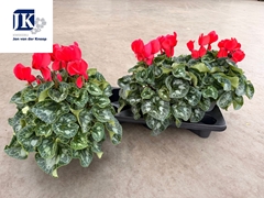 Cyclamen Super Serie Mammoth 17Ø 38cm