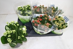 Kalanchoe Double Mix 15Ø 26cm