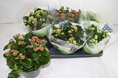 Kalanchoe Double Mix 15Ø 26cm
