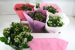 Kalanchoe Double Mix 23Ø 27cm