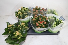 Kalanchoe Double Mix 15Ø 26cm