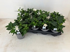 Gardenia 13Ø 24cm