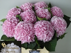 Hydrangea Verena 80cm 18-20cm Hd