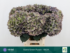 Hydrangea Royal Opera Classic 60cm 18-20cm Hd