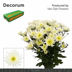 Chrysanth Spray Delianne White 70cm 80gr.