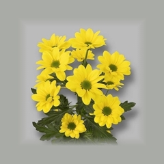 Chrysanth Spray Copa 55cm 40gr.