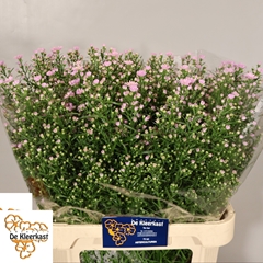 Aster Claudia 85cm 40gr.
