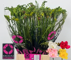 Freesia Double Mix 50cm 15gr.