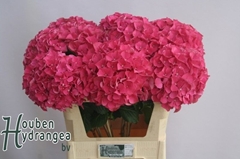 Hydrangea Glowing Alps 80cm 17-19cm Hd