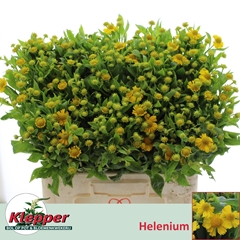Helenium Kanaria 60cm