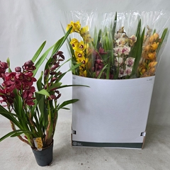 Cymbidium Mixed 14Ø 85cm 4st