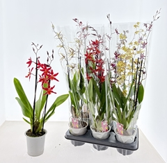 Cambria Mix 12Ø 60cm 2st