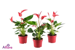 Anthurium Banderola Roja 10Ø 15cm