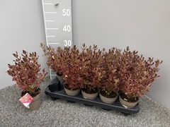Coprosma Mix 11Ø 30cm
