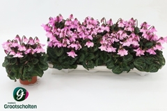 Cyclamen Super Serie Pettico 10Ø 20cm
