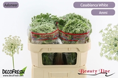 Ammi Visnaga Casablanca 65cm