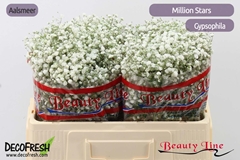Gypsophila Paniculata Million Stars 50cm 5gr.