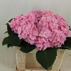 Hydrangea Verena 50cm 15-17cm Hd