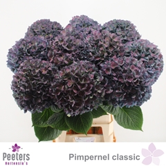 Hydrangea Pimpernel Classic 100cm 23-25cm Hd
