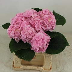 Hydrangea Verena 40cm 12-14cm Hd