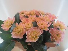Dahlia Diana's Memory 55cm