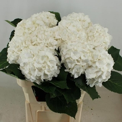 Hydrangea White Verena 80cm 20-22cm Hd