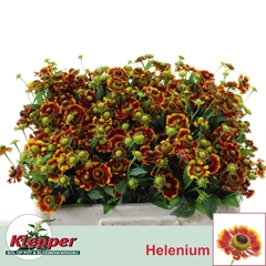 Helenium Fiesta 50cm