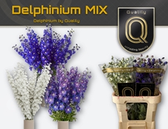 Delphinium Double Mix 100cm