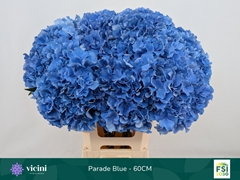 Hydrangea Royal Parade 60cm 18-20cm Hd