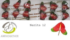 Anthurium Narita 13cm Hd