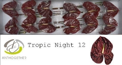 Anthurium Tropic Night 13cm Hd