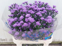Aster Astee Dark Milka 85cm 40gr.
