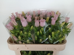Campanula Campana Pearl Pink 70cm