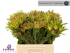 Leucadendron Ayoba Cherry Pearl 60cm