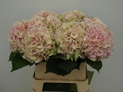 Hydrangea Verena Classic 80cm 20-22cm Hd