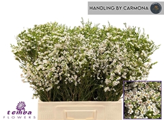 Chamelaucium Pearl Buttons 60cm 50gr.